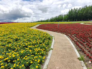 多彩花田中的蜿蜒小径