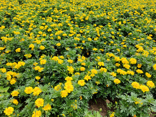 金黄灿烂的菊花花海