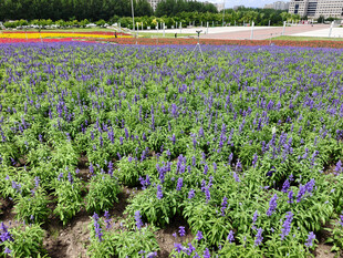 紫色花海田园景观