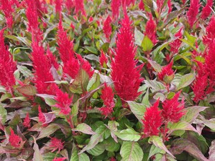 鲜艳鸡冠花绽放美景