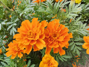 鲜艳橙色万寿菊绽放