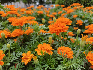 橙色万寿菊绽放的美丽