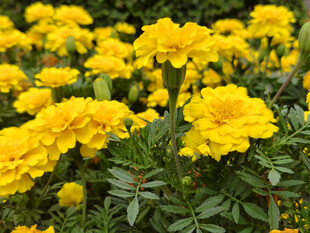 盛开的黄色万寿菊