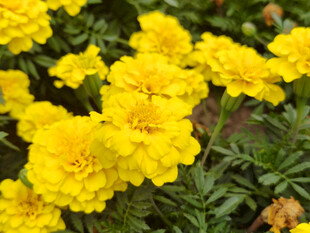 鲜艳黄色万寿菊绽放