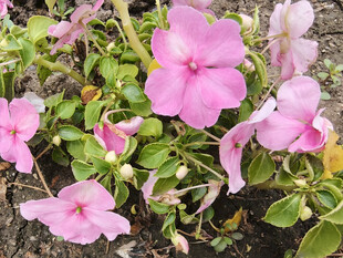 粉色长春花绽放生机