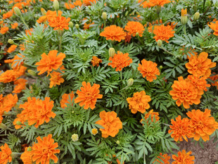 橙色万寿菊绽放的美景