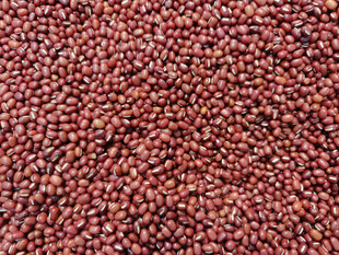 红小豆特写