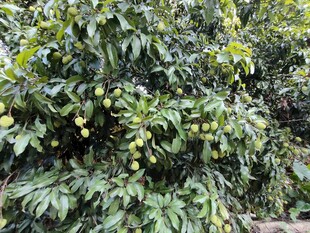 挂满果实的荔枝树