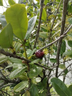 枝头红果隐于绿叶间