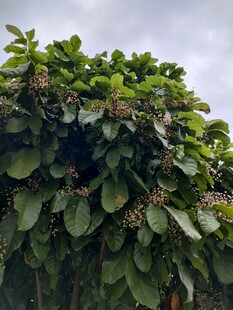 繁茂绿叶植物景观