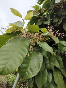 绿叶间的繁茂植物