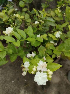 绿叶间绽放的茉莉花