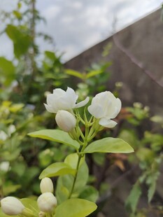 洁白茉莉花绽放绿叶间