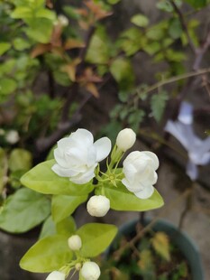 洁白茉莉花绽放枝头