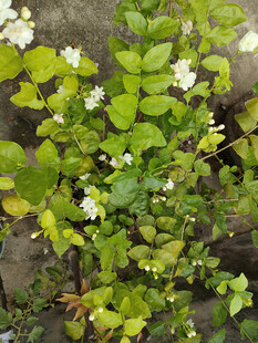 摄像（花草树木）