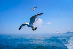 海面上飞翔的海鸥