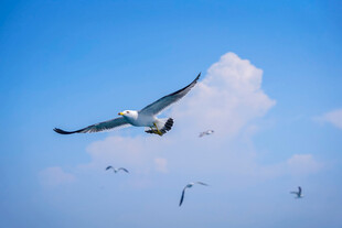 蓝天中翱翔的海鸥