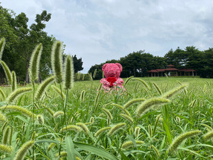 麦田中绽放的艳丽红花