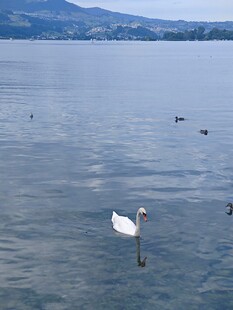 湖面上的优雅天鹅