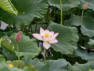 绽放的粉色荷花与荷叶