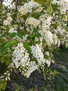 繁茂白色花簇绽放枝头