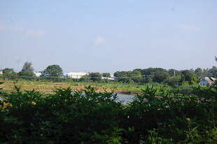 郊外绿意盎然的自然景观