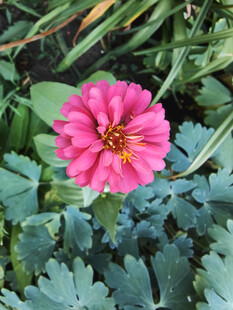 娇艳粉色花朵绽放绿叶间