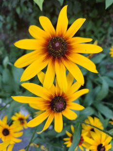 黄色黑心菊绽放的美丽