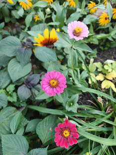 多彩花卉绽放于绿叶间