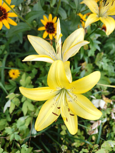 黄色百合花绽放于绿叶间