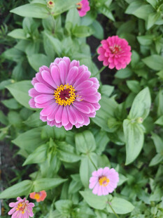 娇艳粉色花朵绽放绿叶间