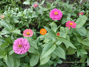 多彩百日菊绽放于绿叶间