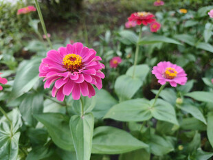 娇艳百日菊绽放于绿叶间