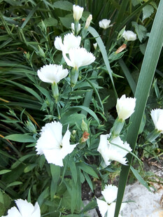 白色绽放的清新美丽花朵