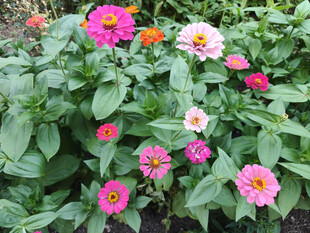 多彩百日菊绽放绿叶间