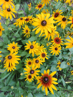 黄色黑心菊绽放的美景