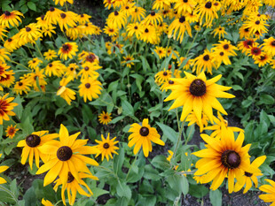 金黄黑心菊绽放的美丽