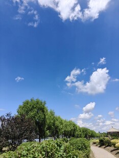 蓝天白云下的绿意小径