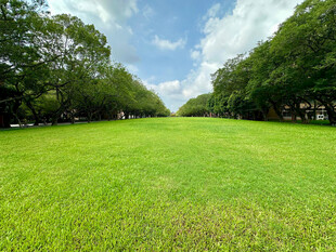 中山大学的开阔草地