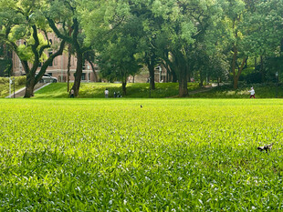 中山大学绿意盎然的公园草地