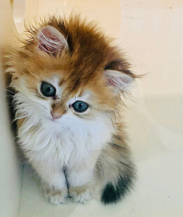 可爱长毛小猫靠墙而立