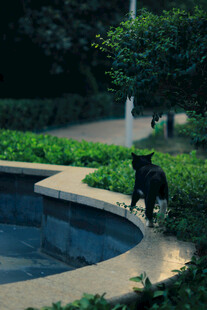 猫在喷泉边漫步