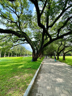 中山大学林荫小道