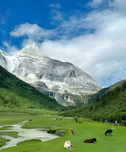 雪山下的牧场