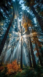 阳光穿透森林
