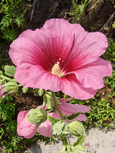 娇艳木槿花绽放