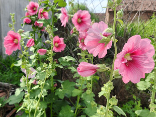 娇艳粉色蜀葵花绽放