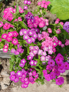 多彩繁茂的美丽花卉