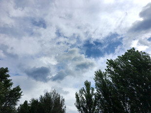 蓝天白云下的葱郁树木