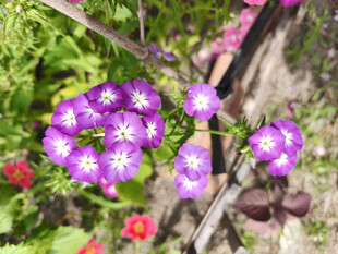 紫色花卉绽放于绿植间